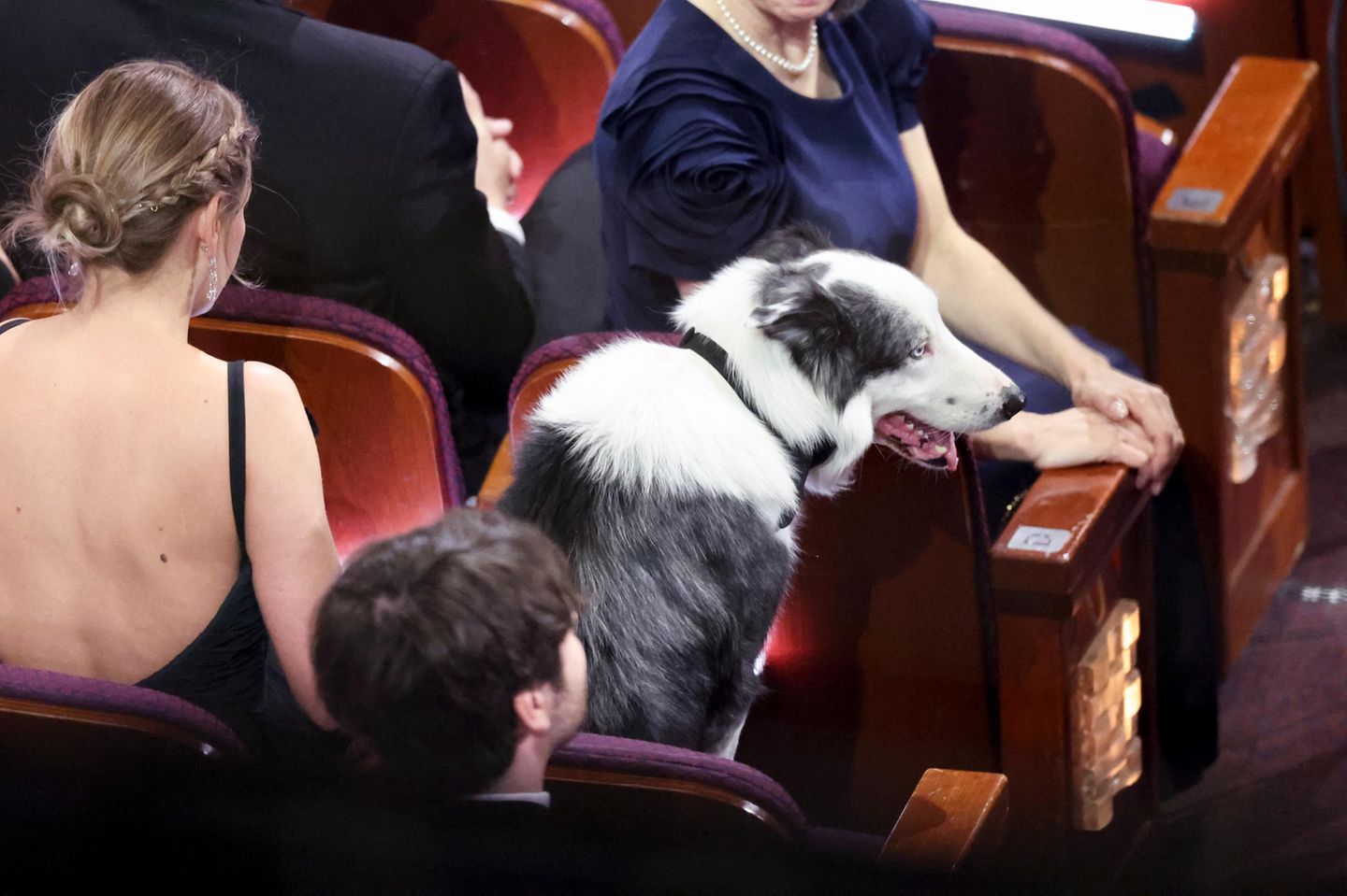 Oscars 2024: Filmhund Messi