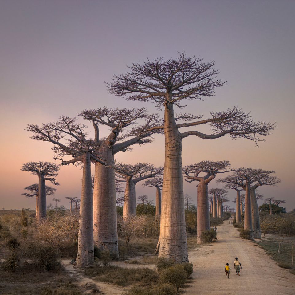 Sony World Photography Award 2024: Baobabbäume in Madagaskar