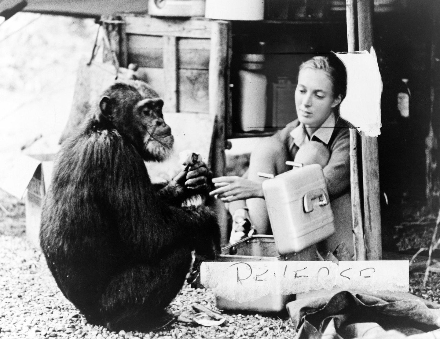 Star-Geburtstag: Jane Goodall mit Schimpansen