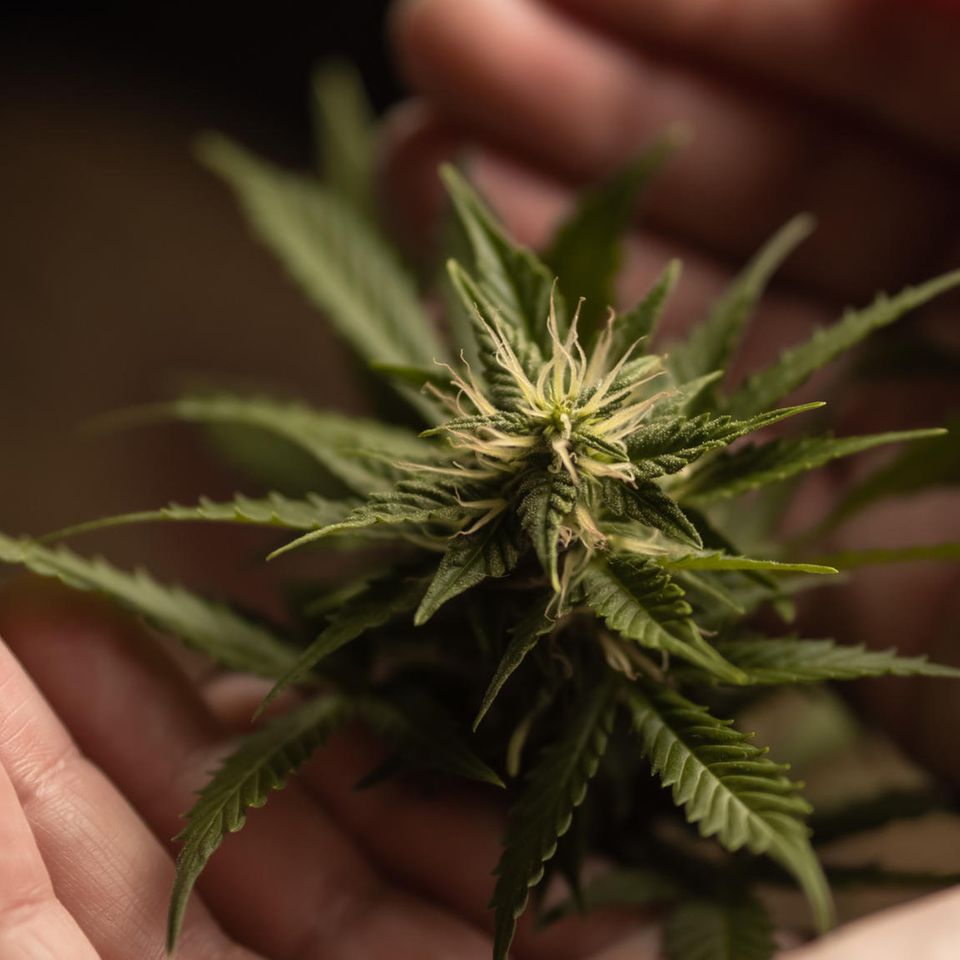 Cannabis in den Wechseljahren: Eine weibliche Cannabispflanze mit Blüte, in den Handflächen einer Frau gehalten.