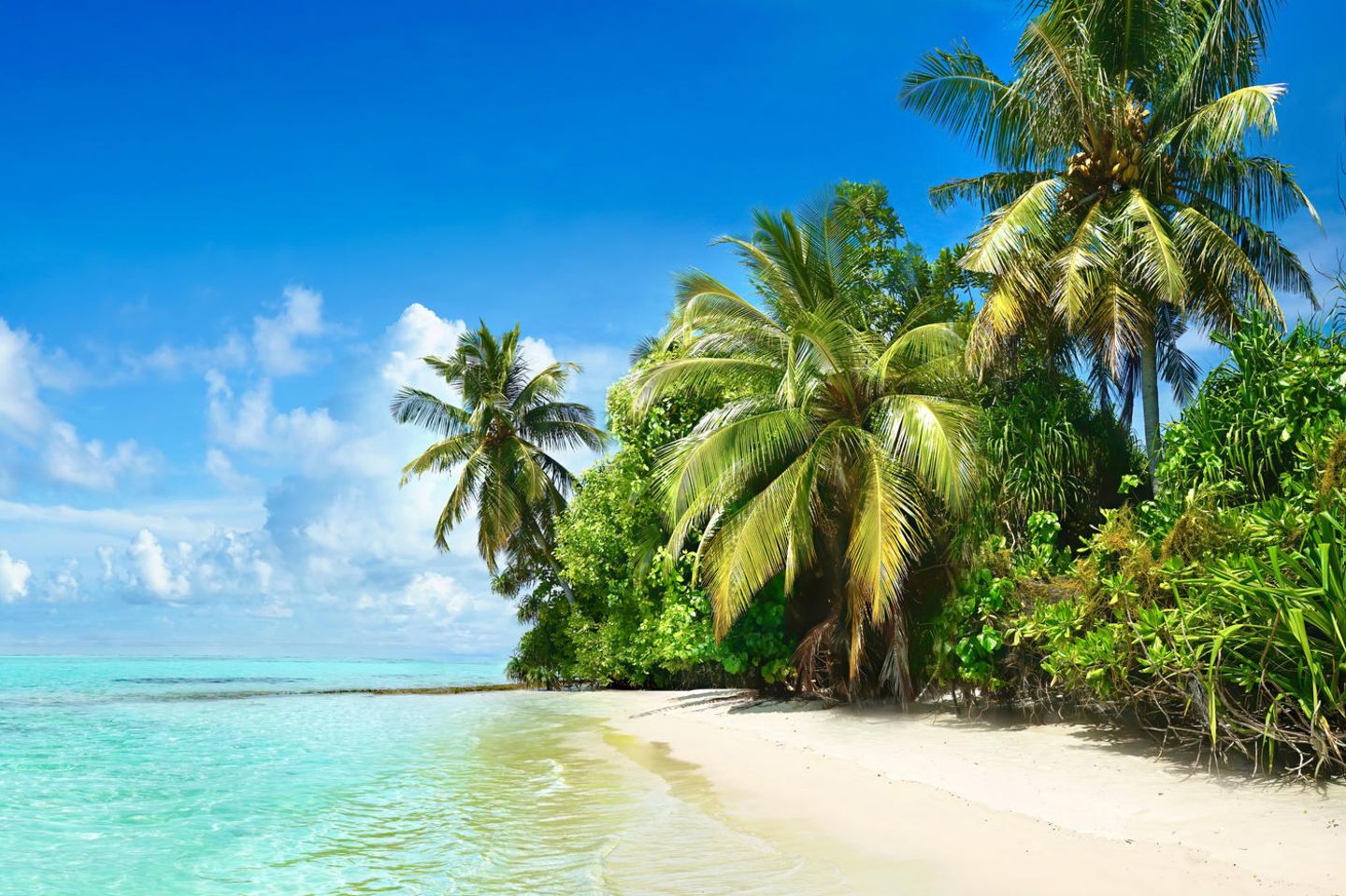 Strand mit Palmen auf den Malediven: Alles wird teurer? Diese 3 Luxusreiseziele sind sogar günstiger geworden