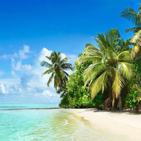 Strand mit Palmen auf den Malediven: Alles wird teurer? Diese 3 Luxusreiseziele sind sogar günstiger geworden
