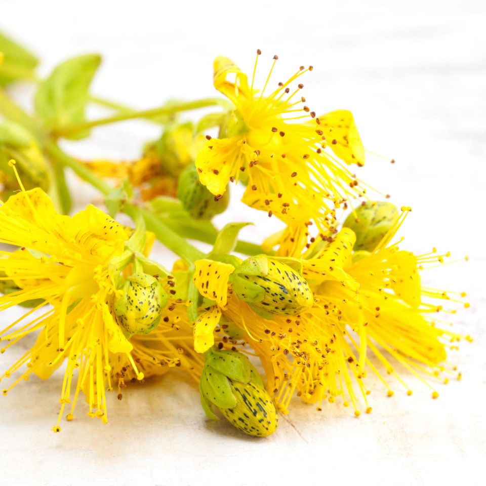 Johanniskraut bei Östrogenmangel: Gelbe Johanniskrautblüten mit deutlich sichtbaren, roten Staubgefäßen
