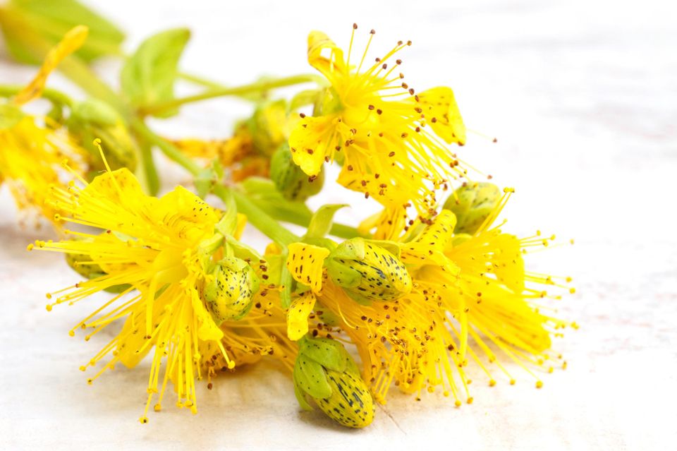 Johanniskraut bei Östrogenmangel: Gelbe Johanniskrautblüten mit deutlich sichtbaren, roten Staubgefäßen