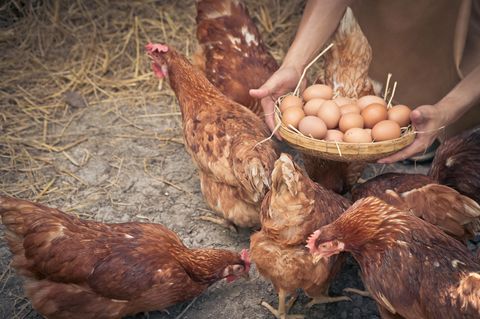 Bald könnten brauen Eier aus den Supermärkten verschwinden.
