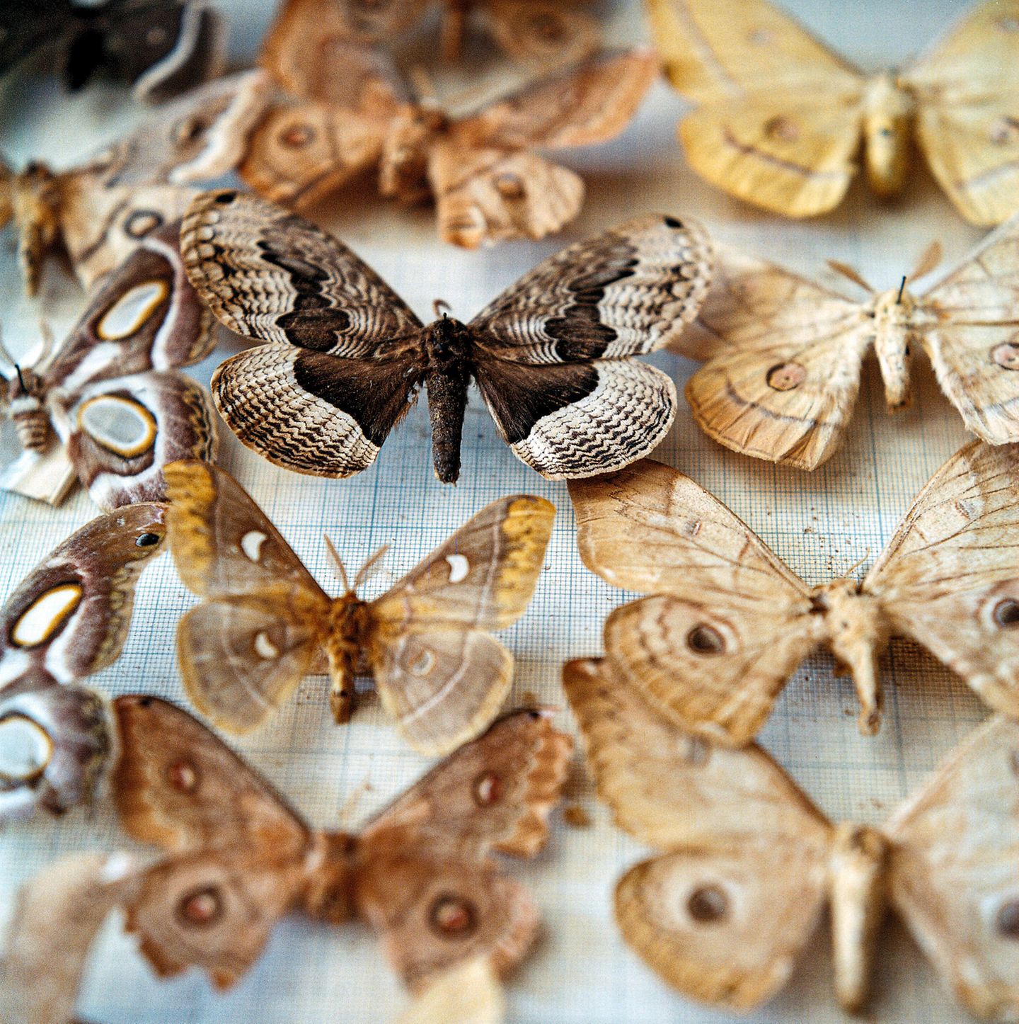 World Press Photo 2024: Motten und Schmetterlinge