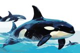Die größten Irrtümer über die Wechseljahre: Illustrierte Orcas, die aus dem Wasser springen