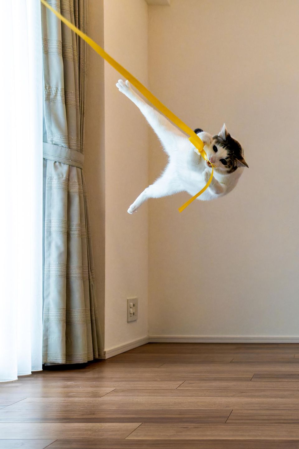 Comedy Pet Photo Award 2024: springende Katze