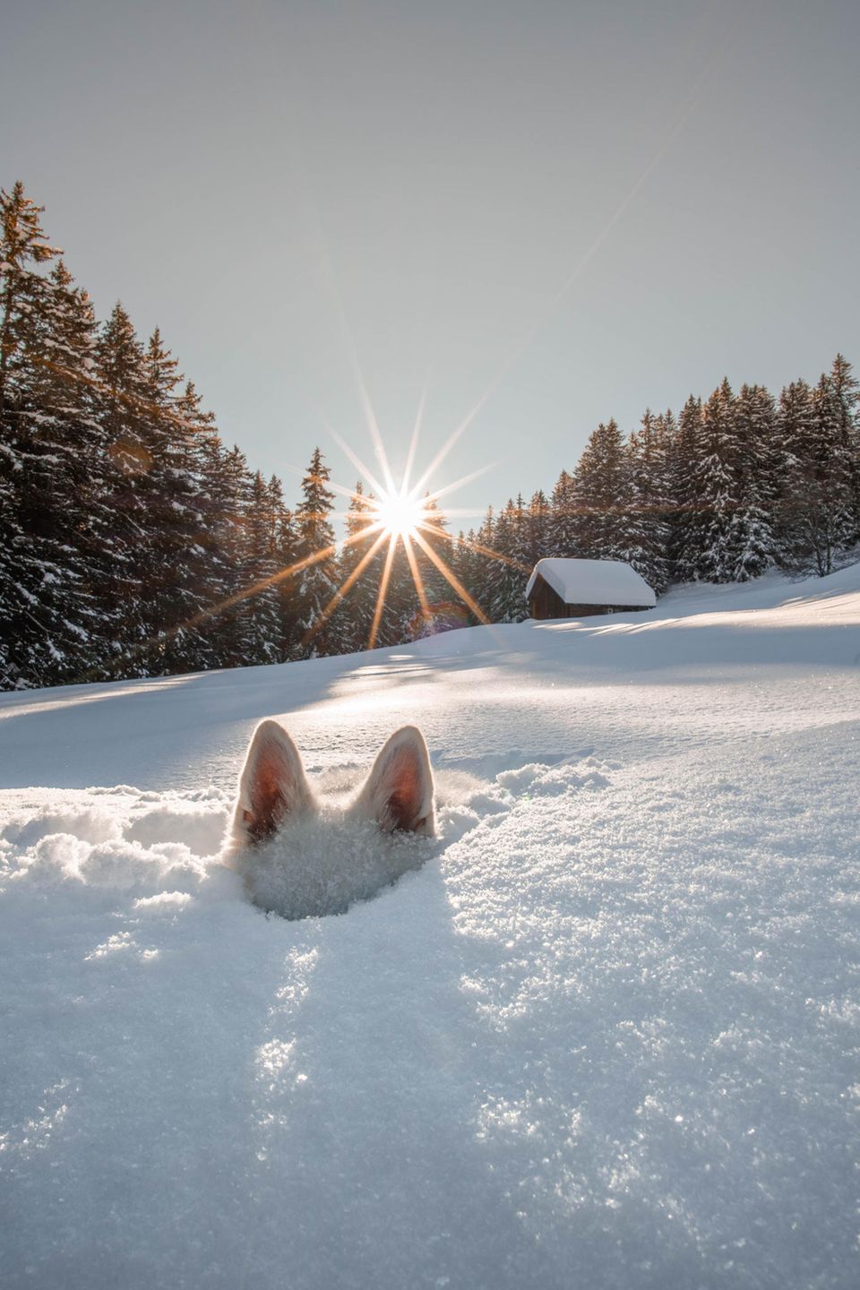 Comedy Pet Photo Awards 2024: Hund steckt im Schnee