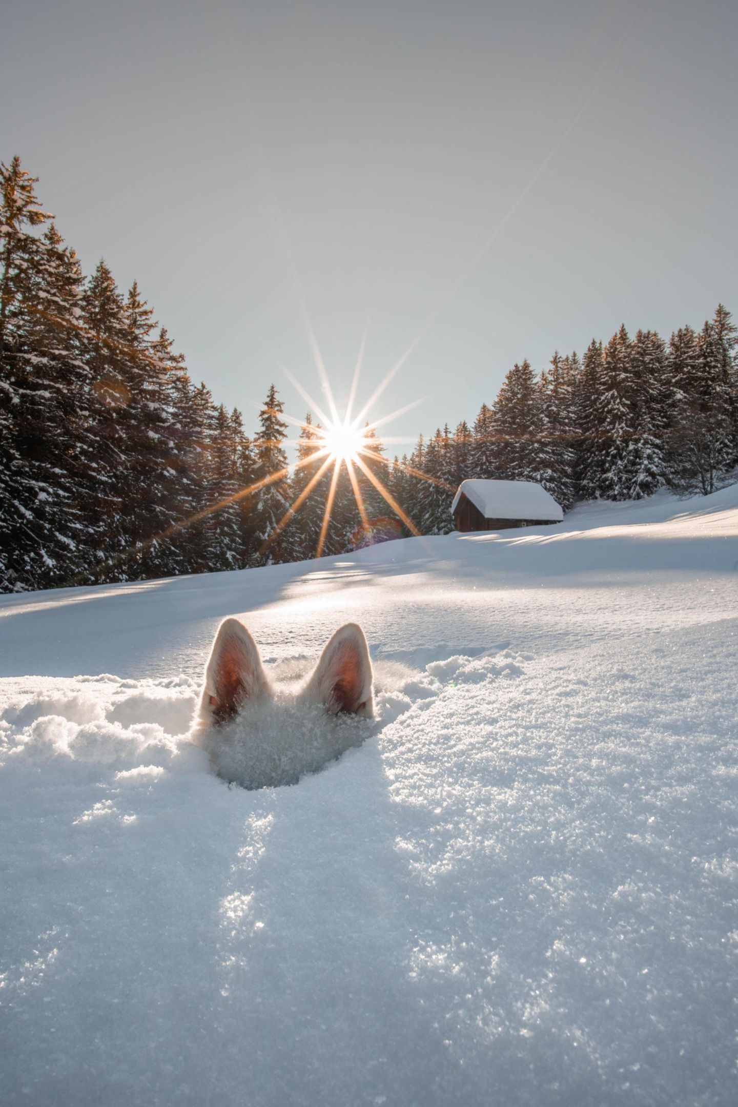 Comedy Pet Photo Awards 2024: Hund steckt im Schnee