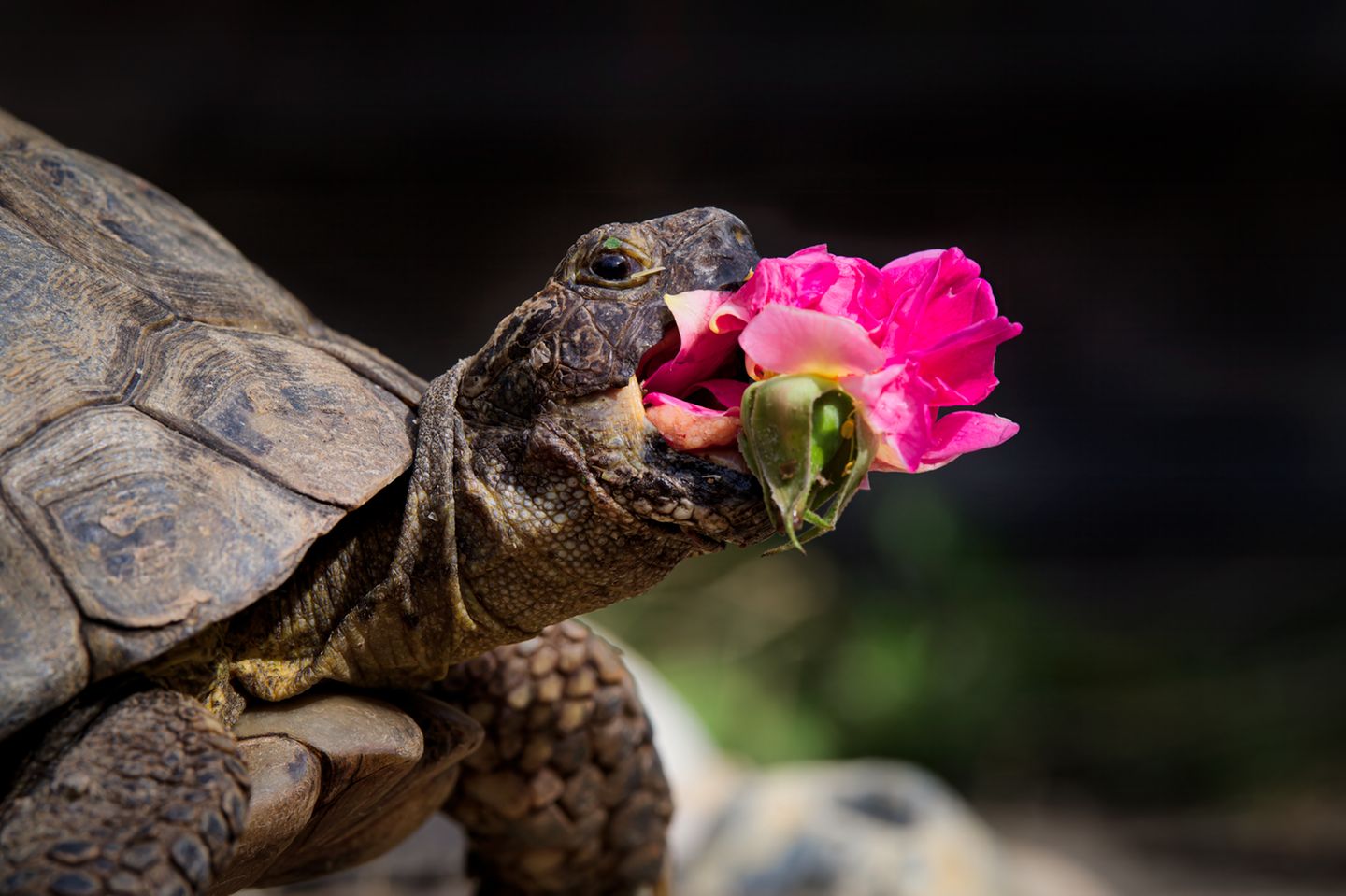 Comedy Pet Photo Award 2024: Schildkröte mit Rose im Maul