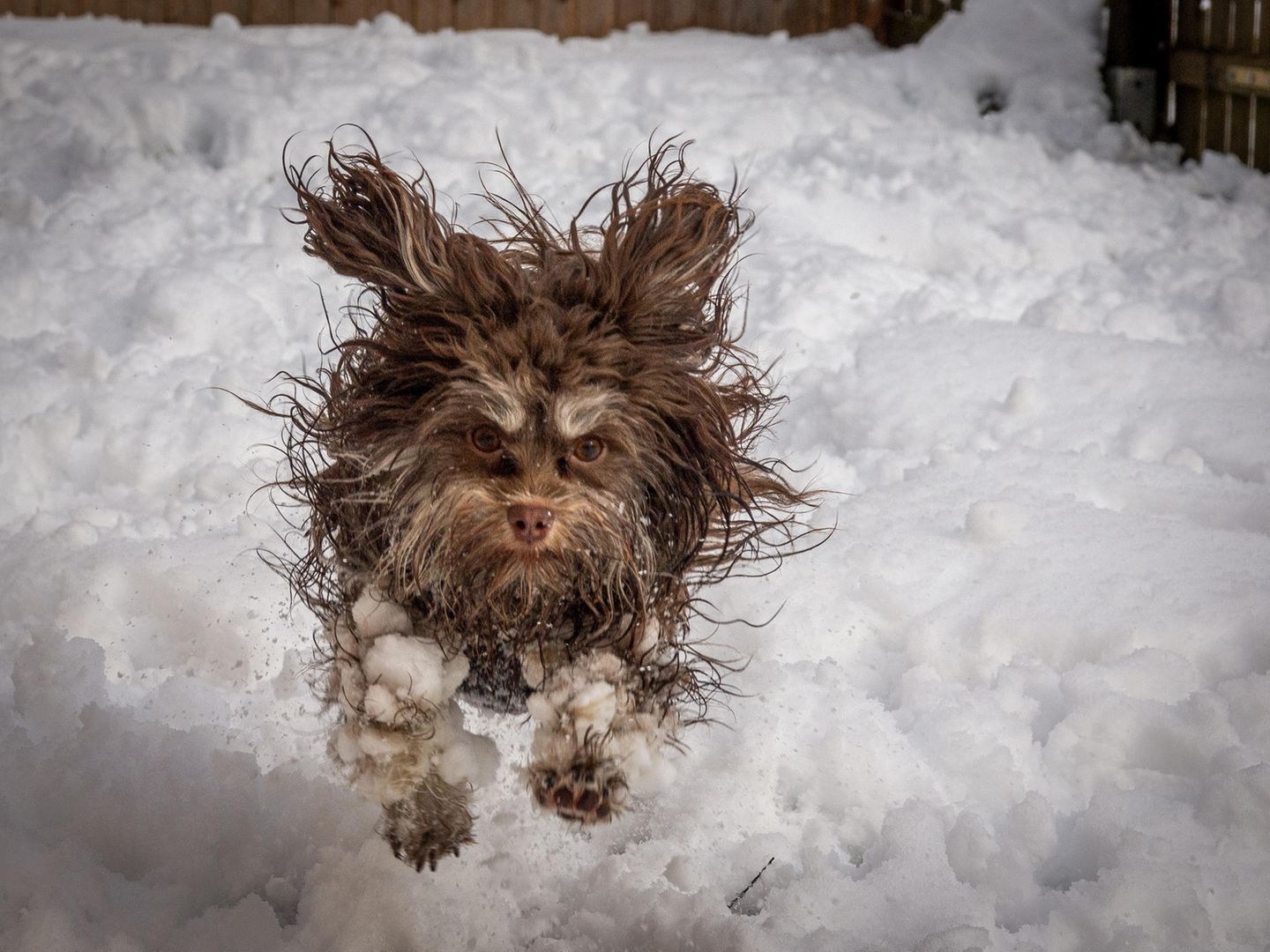 Comedy Pet Photo Awards 2024: Hund springt durch Schnee