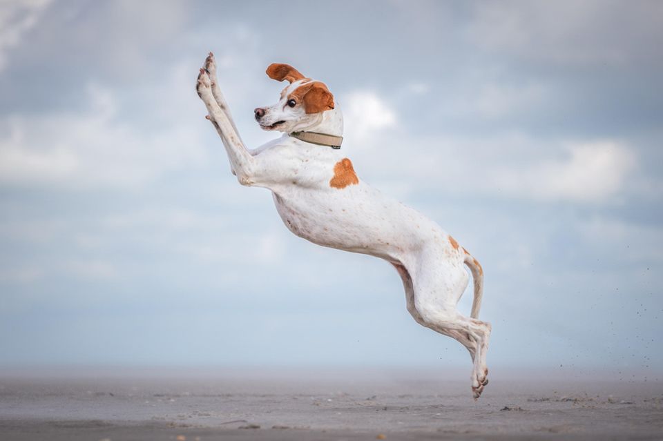 Comedy Pet Photo Awards 2024: Springender Hund