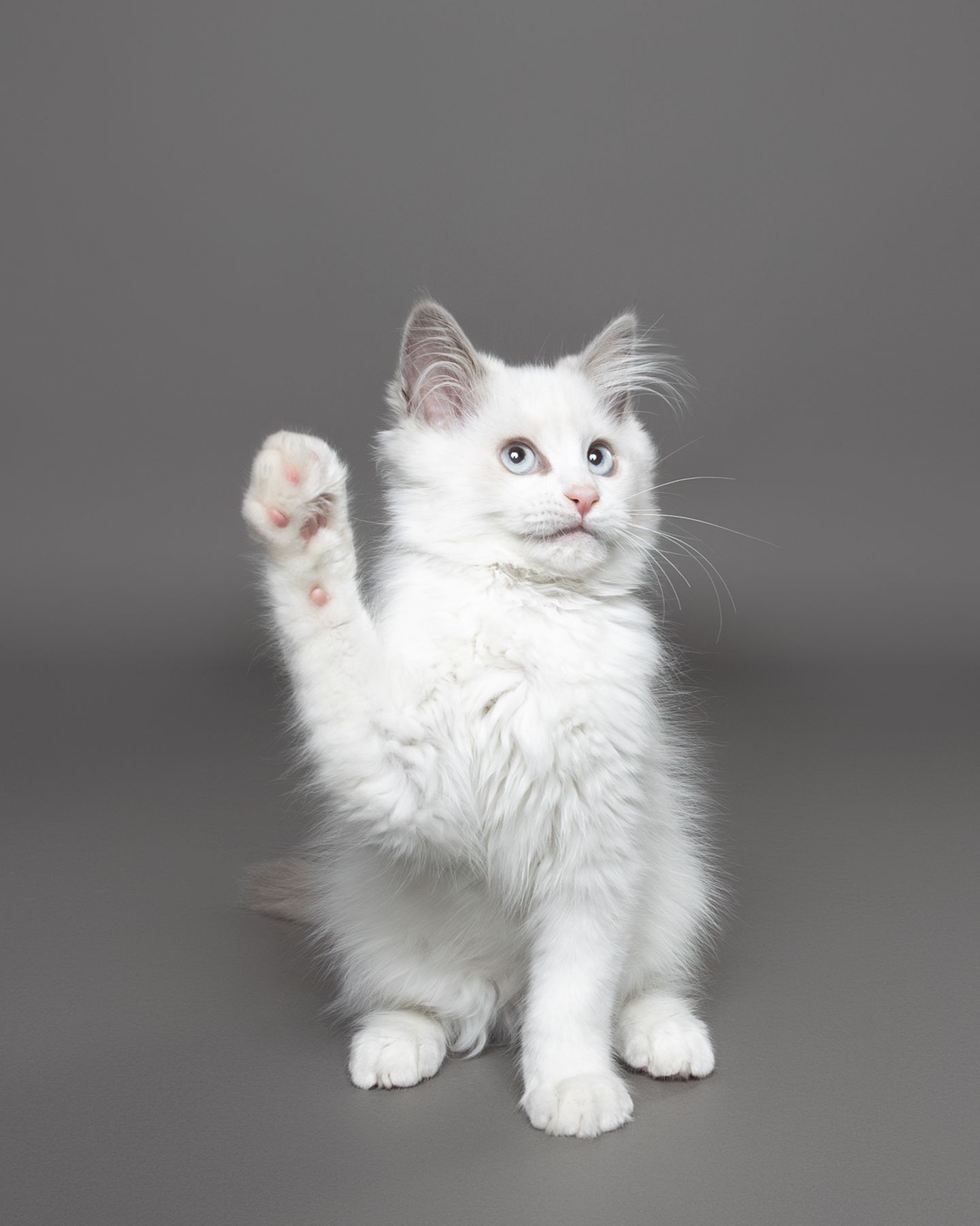 Comedy Pet Photo Award 2024: Katze hebt das Pfötchen