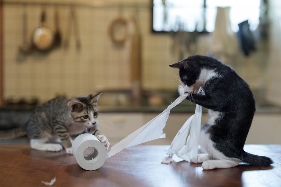 Comedy Pet Photo Award 2024: zwei Katzen mit Klopapier
