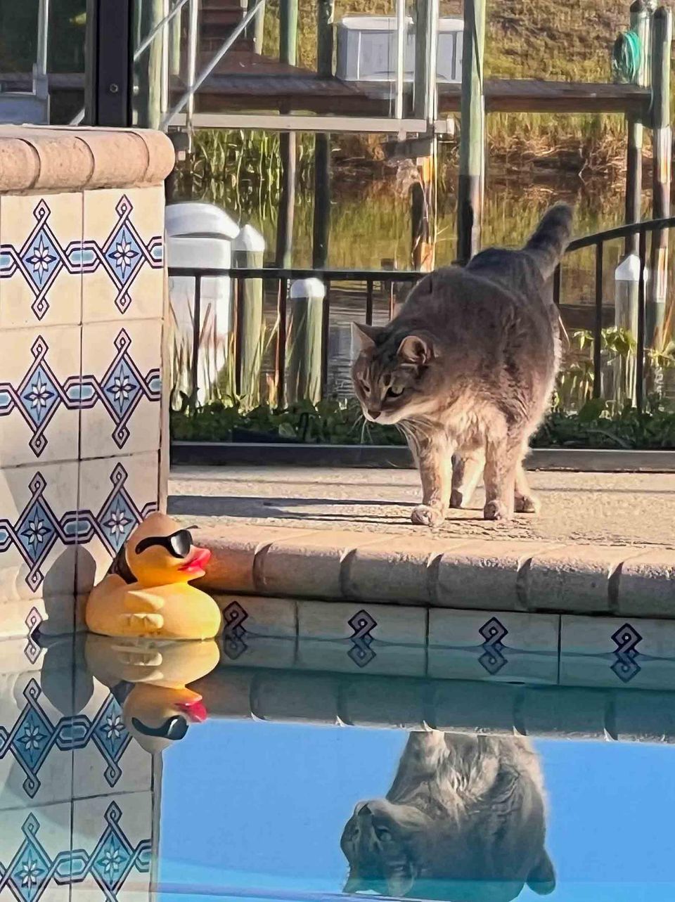 Comedy Pet Photo Award 2024: Katze schaut auf Quietschentchen im Pool