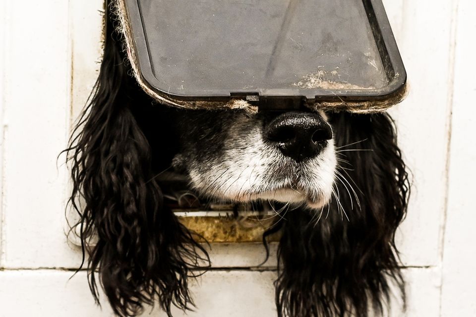 Comedy Pet Photo Awards 2024: Hund schaut durch Katzenklappe