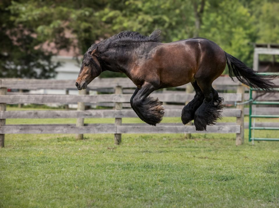 Comedy Pet Photo Award 2024: springendes Pferd
