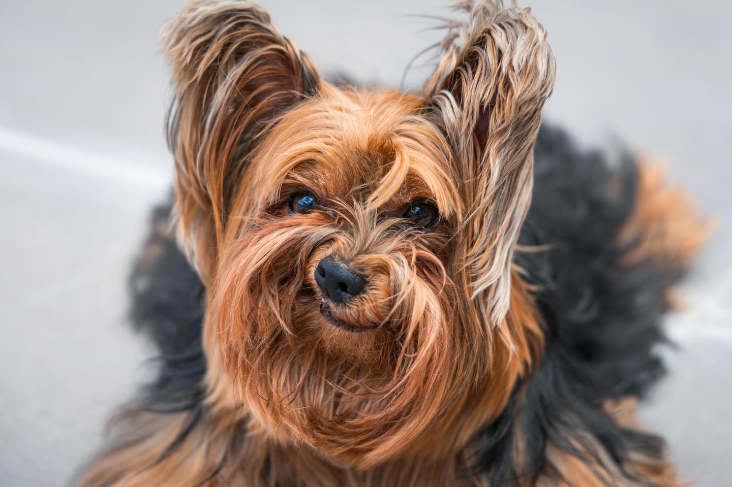 Comedy Pet Photo Awards 2024: Hund
