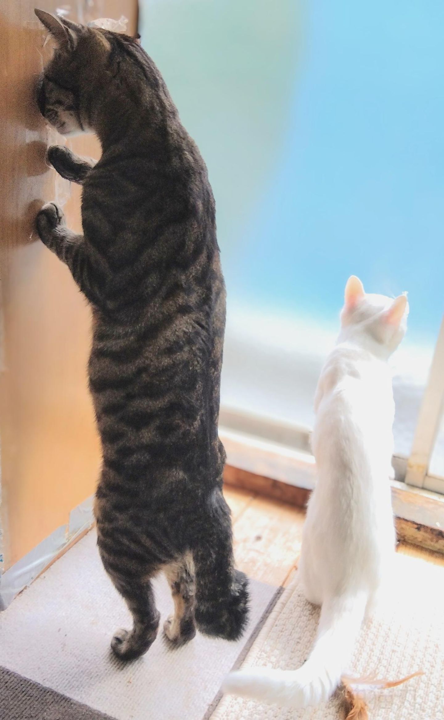 Comedy Pet Photo Awards 2024: zwei Katzen am Fenster