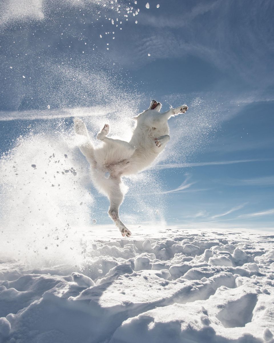 Comedy Pet Photo Awards 2024: Hund im Schnee