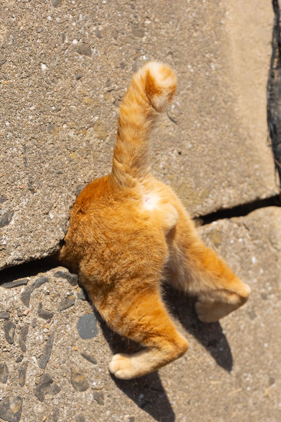 Comedy Pet Photo Award 2024: Katze steckt in Mauerritze
