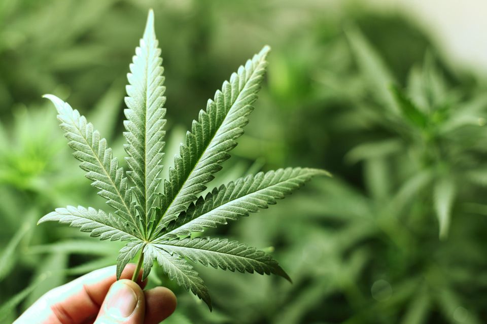 Kiffen: Cannabispflanze