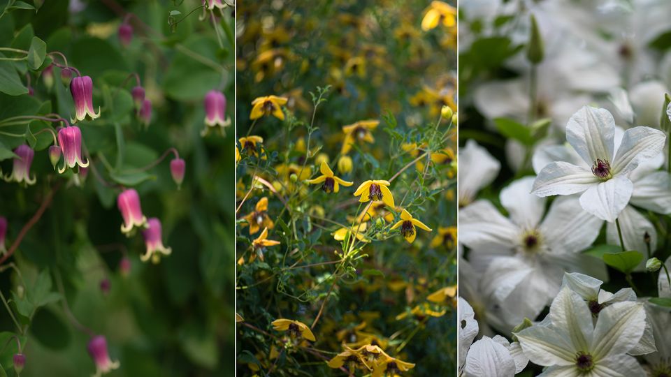 Bunte Vielfalt in Allas Garten: Clematis Glaucophylla, Golden Tiara, Forever Friends (v.l n.re)