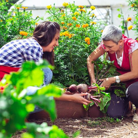 Nach der Sommersonnenwende: 3 Dinge, die du jetzt in deinem Garten erledigen solltest