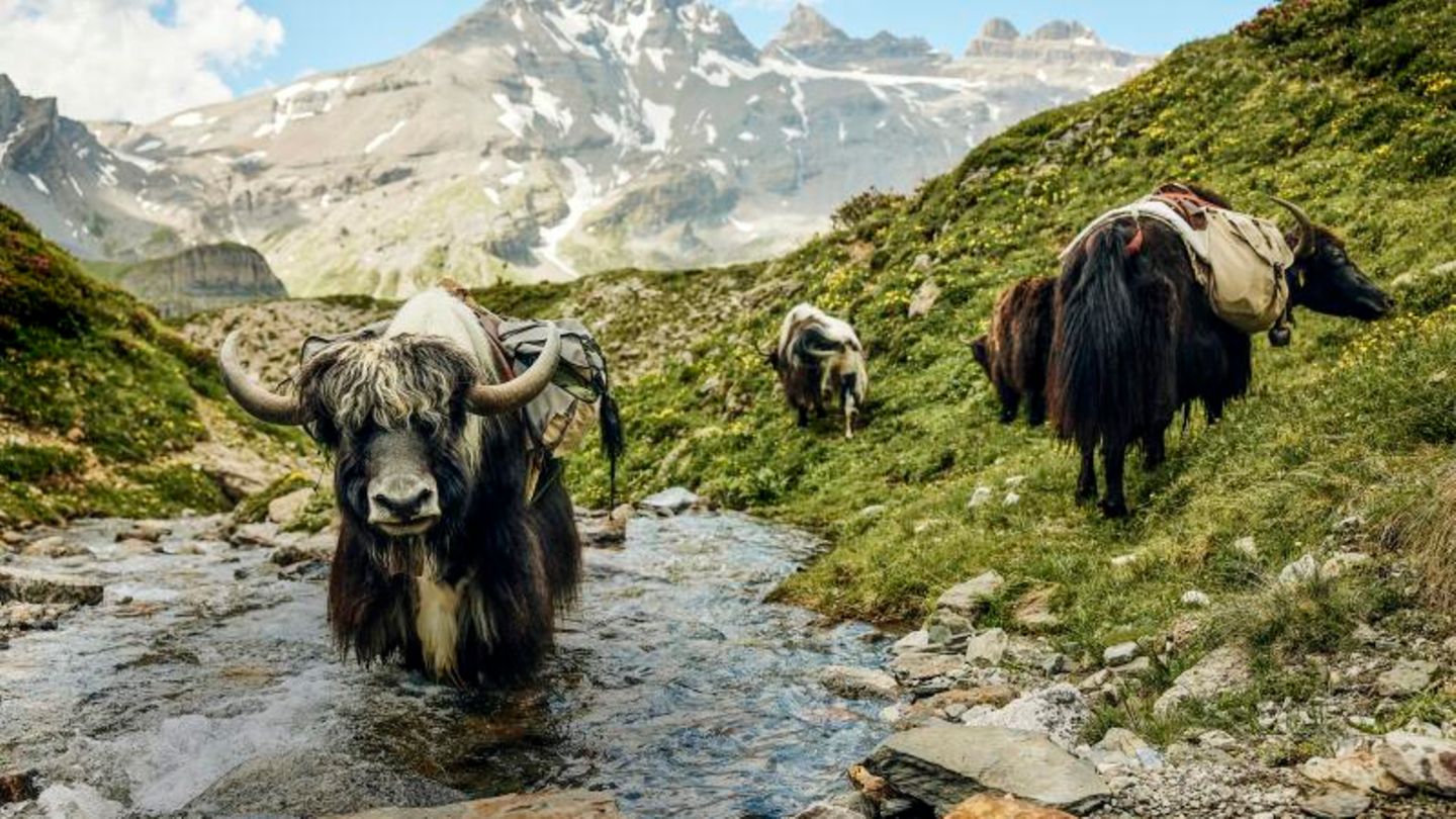 Wandertour: "Als wir am ersten Morgen aufbrechen wollen, haben die Yaks mittelgro&szlig;e Lust"