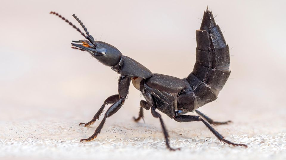 Schwarzer Moderkäfer Darum ist es ein Warnsignal, wenn ihr ihn im Haus