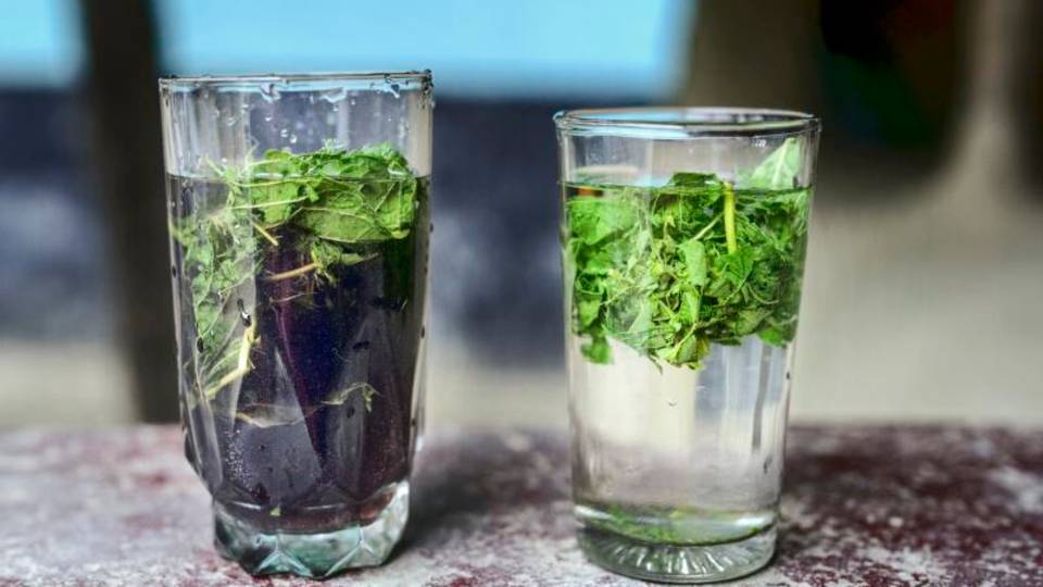 Reaktion Guavenblätter frisch vom Baum sind eine Art Schnelltest für die Toxizität des Wassers