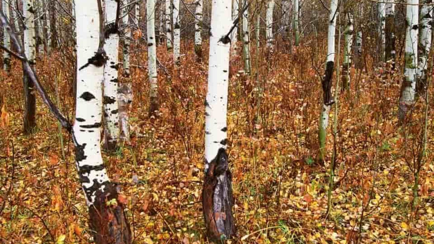 Suchbild: Jeder sieht die Birken – doch nur 4 % entdecken den Wolf