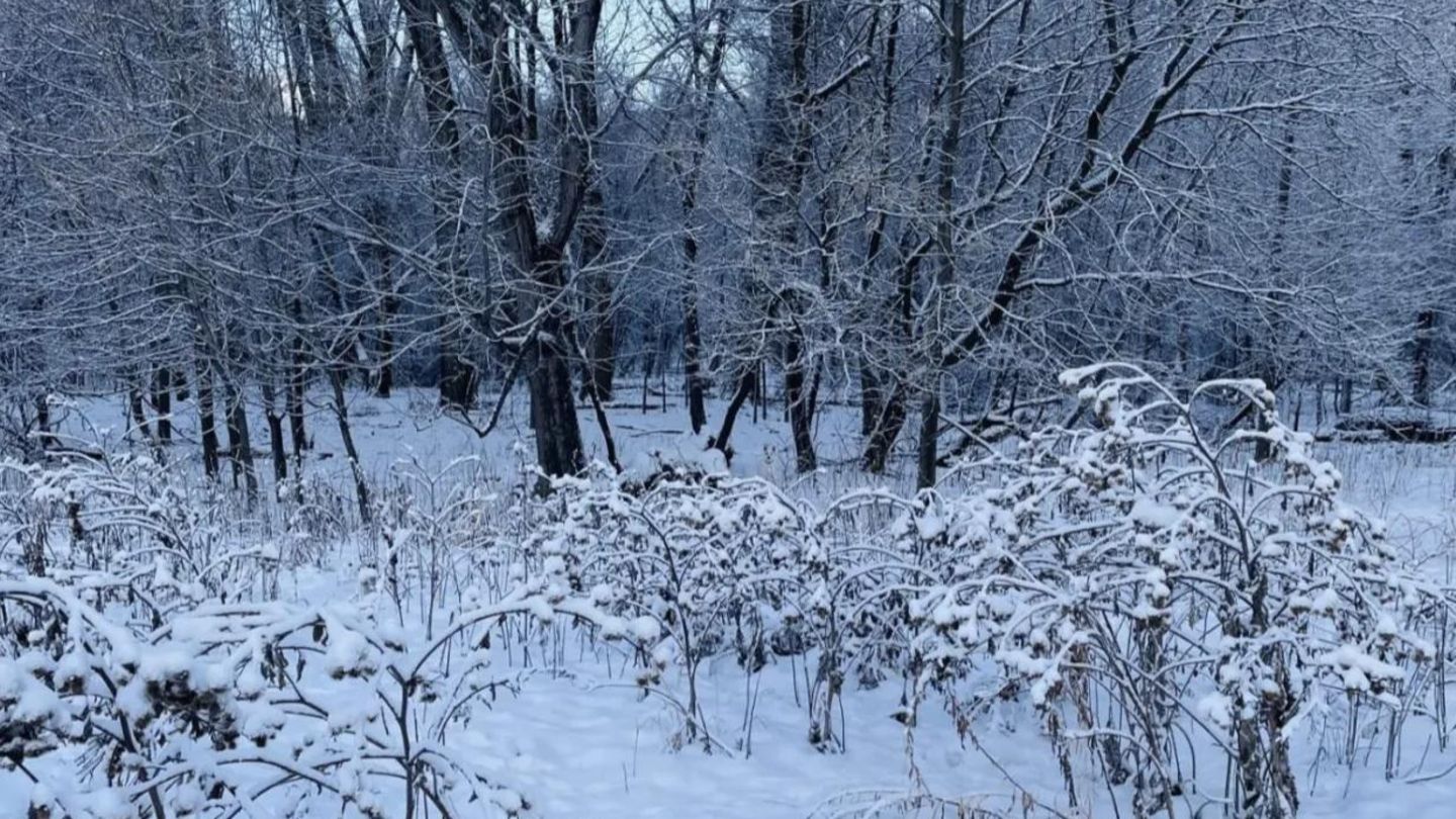 Winter-Suchbild: Nur Menschen mit hohem IQ finden den Hund in unter 20 Sekunden