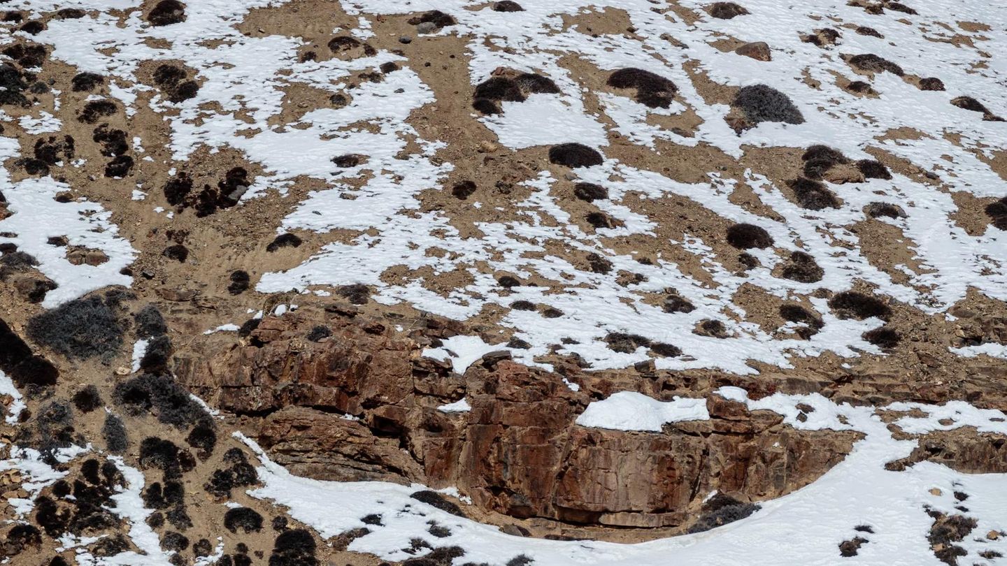 Suchbild für Fortgeschrittene: Nur wenige finden den Schneeleoparden, der hier "Verstecken“ spielt