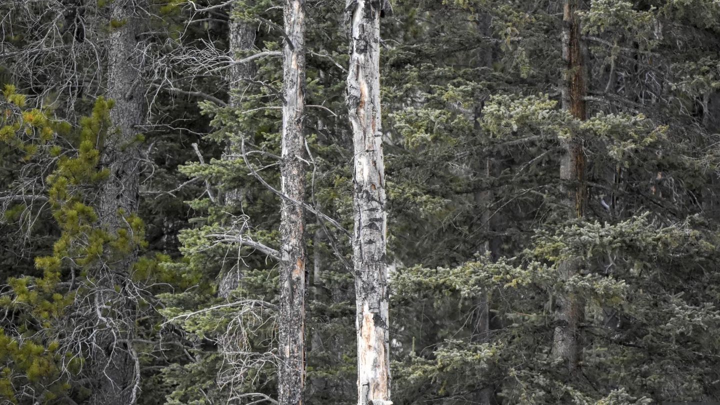 Suchbild: Jeder sieht den Wald – doch nur wenige die Eule