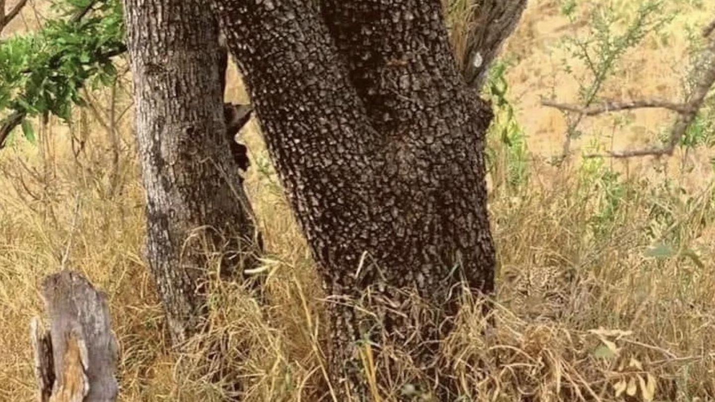 Suchbild: Jeder sieht den Baum – doch nur wenige den Leoparden