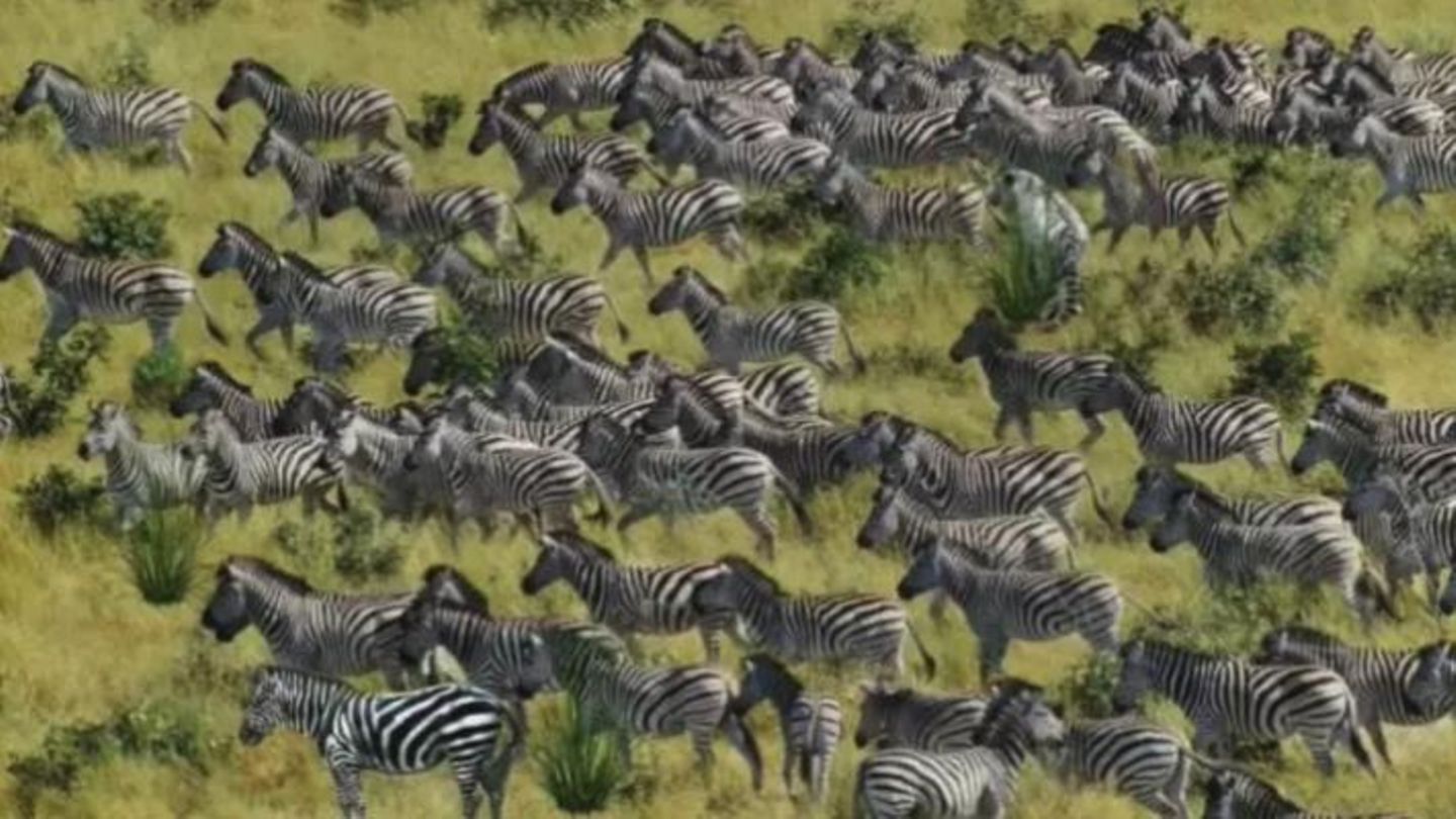 Suchbild: Jeder sieht die Zebras – aber kaum jemand den Tiger