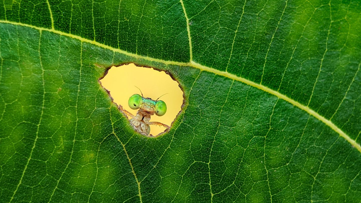 Ablenkung gefällig?: Preisgekrönte Naturfotos aus aller Welt