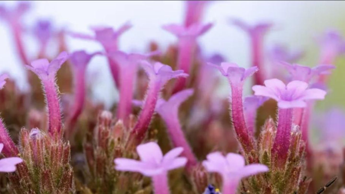 Frühlingssuchbild: Jeder sieht die Blumen – doch kaum jemand entdeckt das versteckte Tier