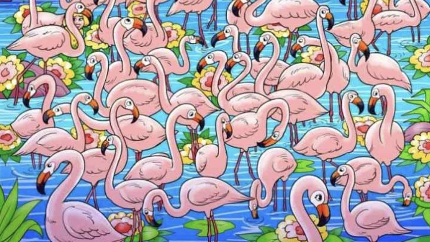 Suchbild: Findest du das Mädchen zwischen den Flamingos?