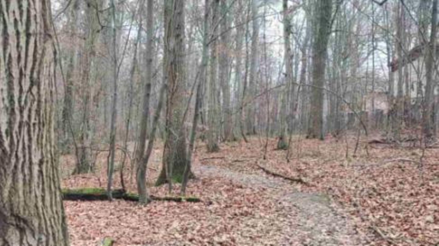 Suchbild: Nur echte Genies finden den versteckten Hund im Wald