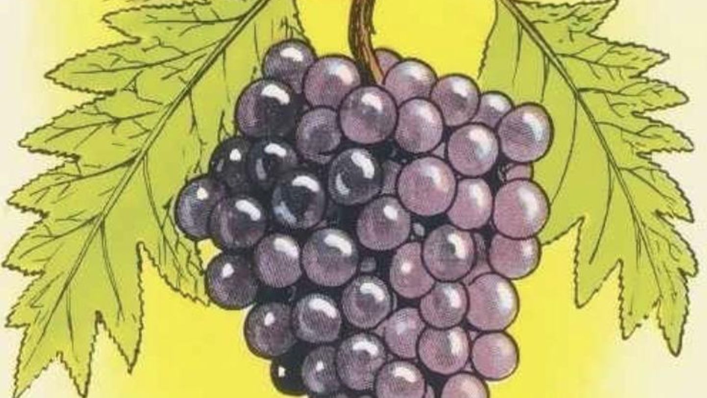 IQ-Test-Wenn-du-den-Fehler-findest-geh-rst-du-zu-den-besten-6-