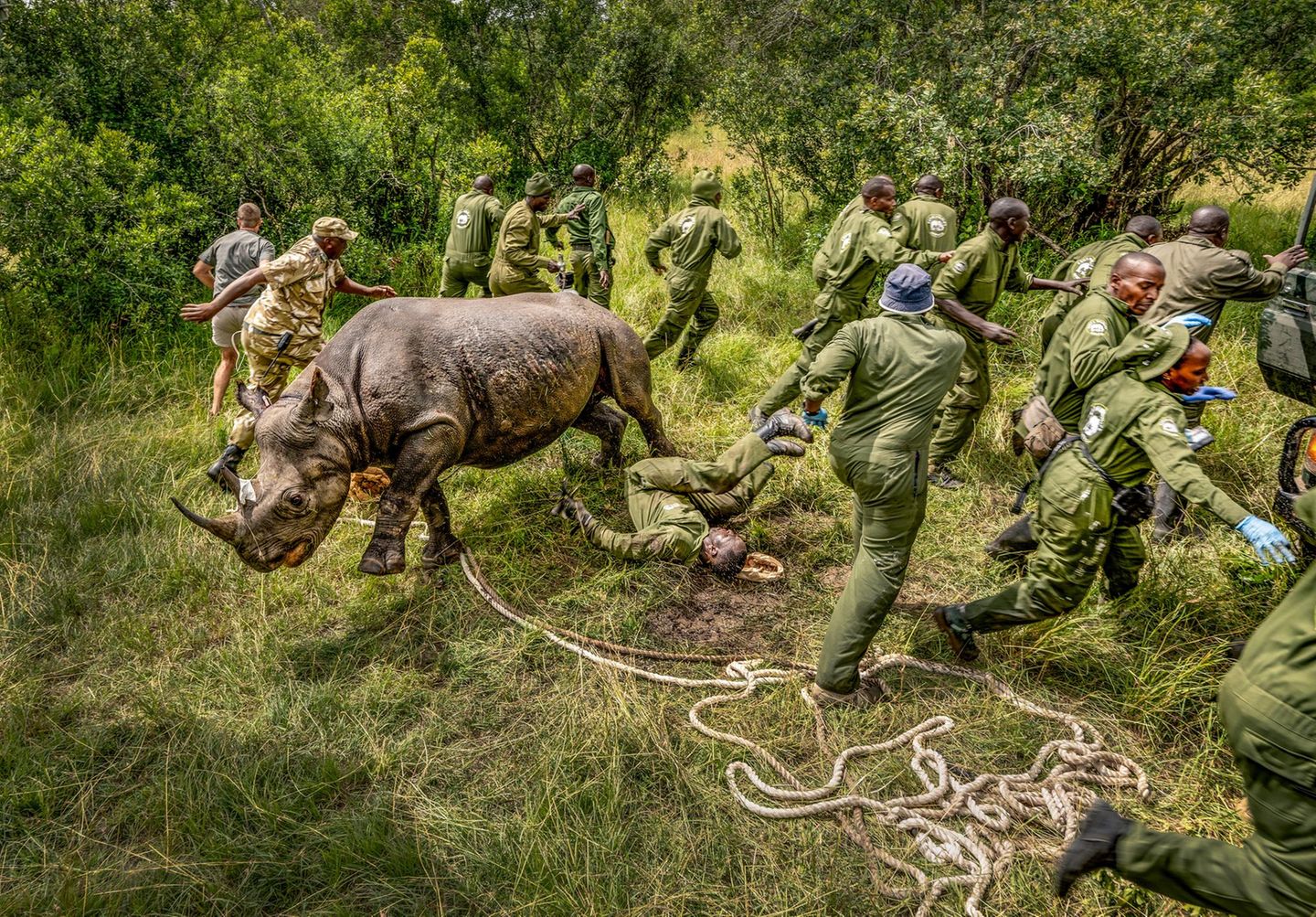 Büyük Resim 2025: Rhino, hayvanat bahçesi bakıcıları tarafından kurtarılıyor