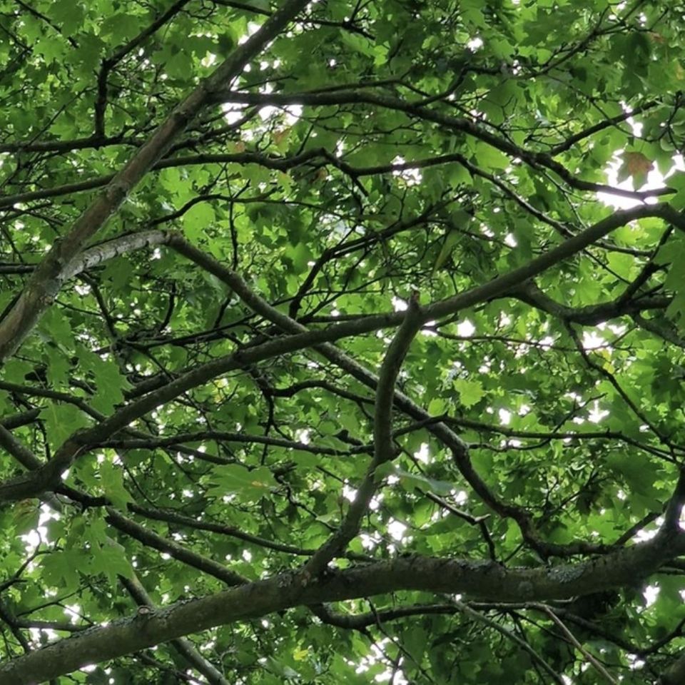 Wo genau sich das kleine Vögelchen versteckt hat, zeigen wir im Video.
