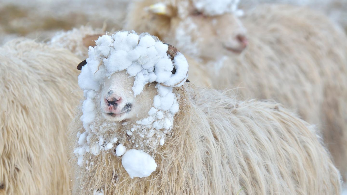 Bauernregel-zum-9-Januar-2026-So-lange-wird-uns-der-Winter-noch-begleiten
