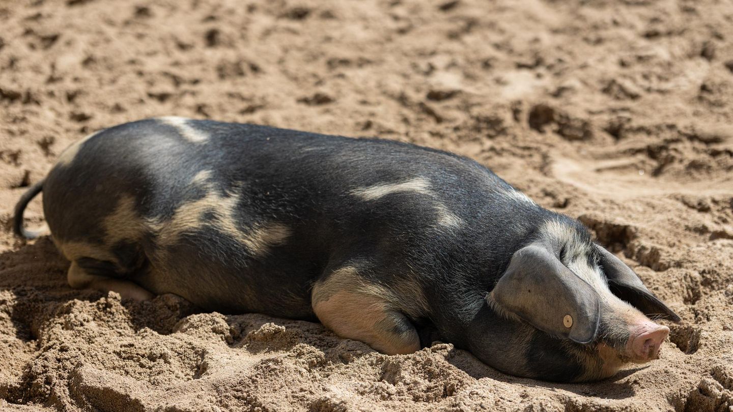 Januar-Bauernregel-Was-das-Wetter-jetzt-schon-ber-den-Sommer-2026-verr-t