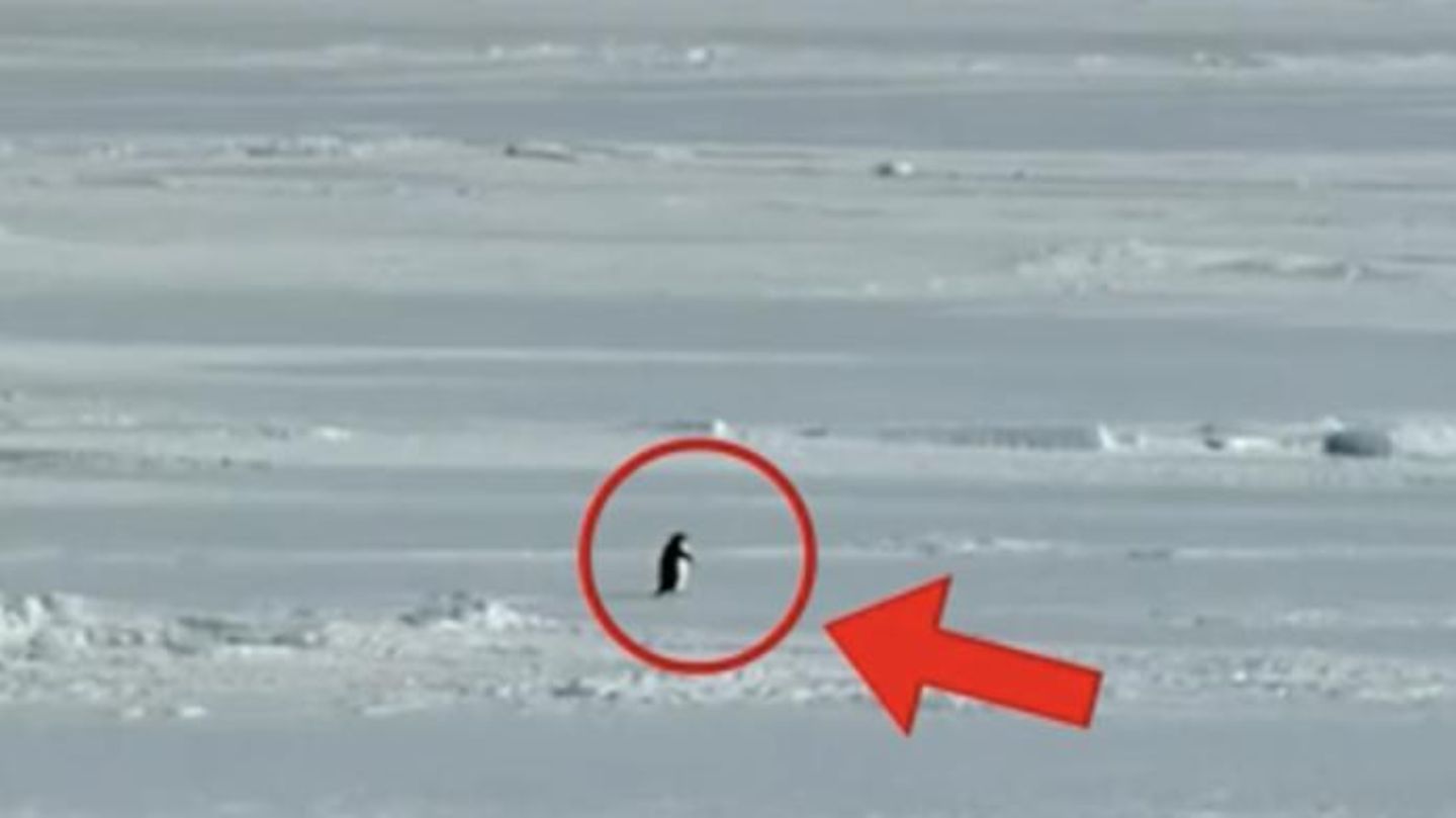 Pinguin-wird-Social-Media-Star-Darum-f-hlen-wir-uns-dem-einsamen-Vogel-so-verbunden