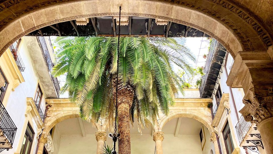 Sizilien: Stadt-Palme 