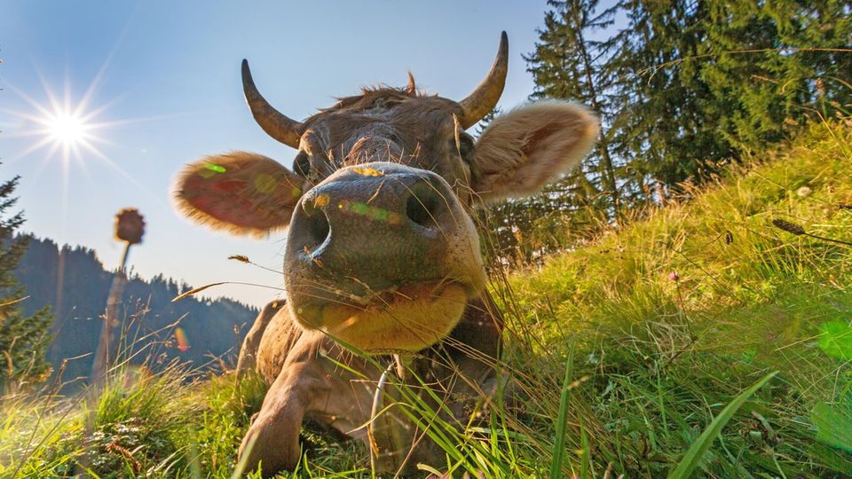 Reisen: Unsere Autorin kennt die versteckten Schätze des Allgäus